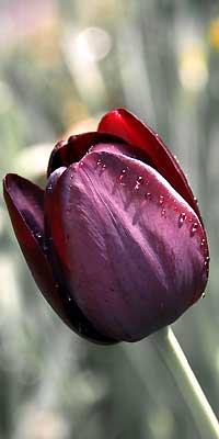 Flowering Plants