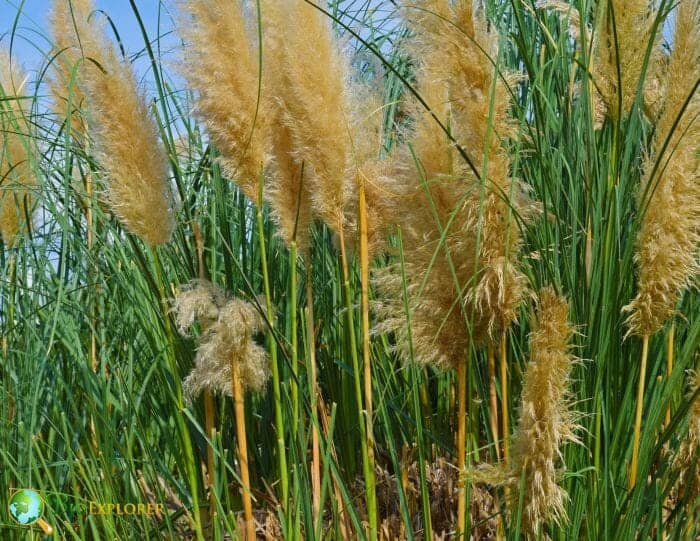 Flowering Reed