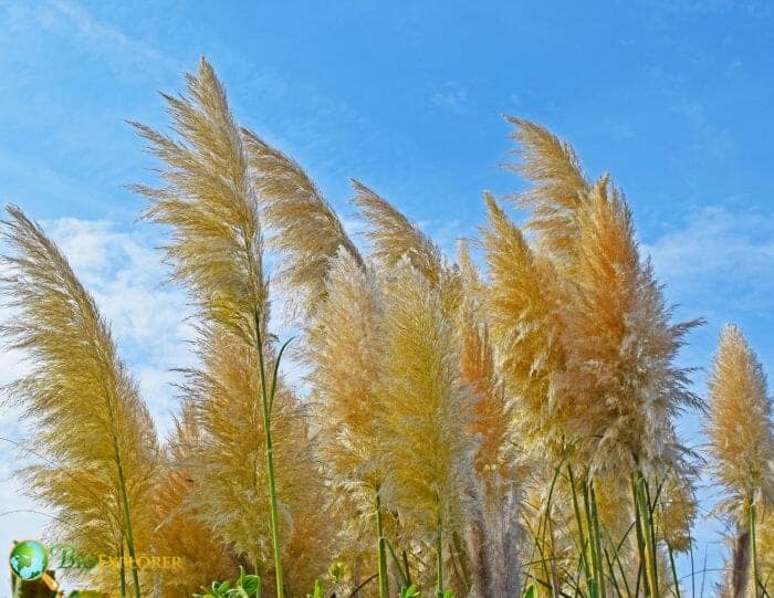 Flowering Reed Plants