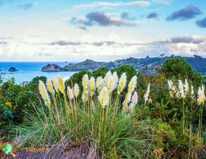 Flowering Reed