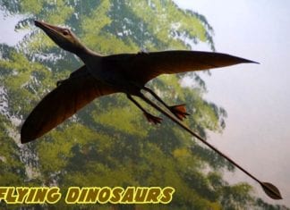 Flying Dinosaurs