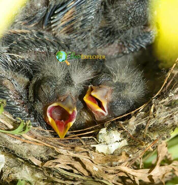 For How Long Are Goldfinch Nestlings Fed By Their Parents