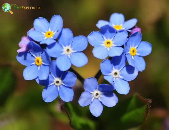 Forget-Me-Not Flowers