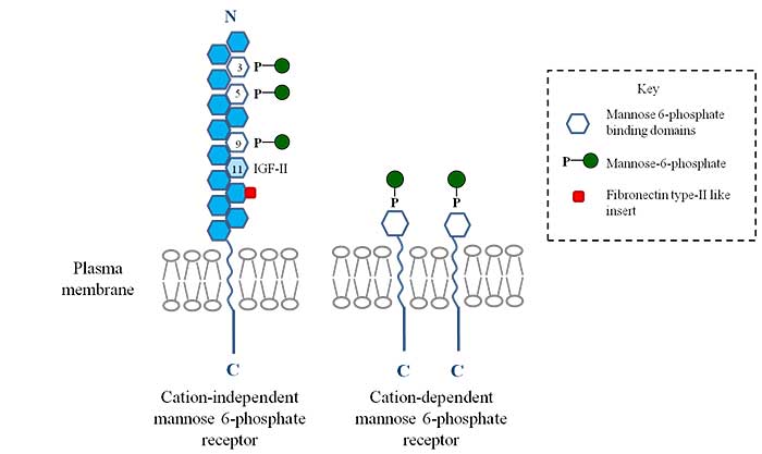 Formation of Mannose 6 Phosphate