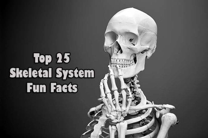 fun facts about the skeletal system