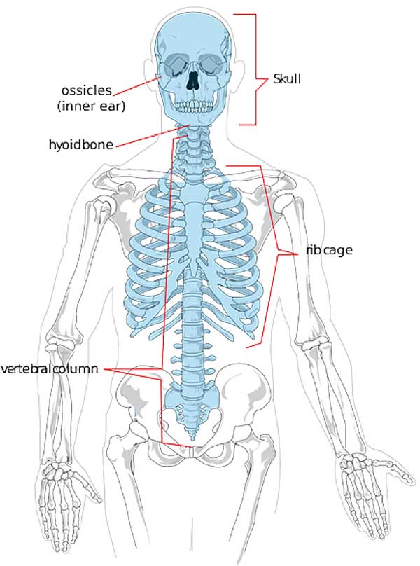 functions of bone cells