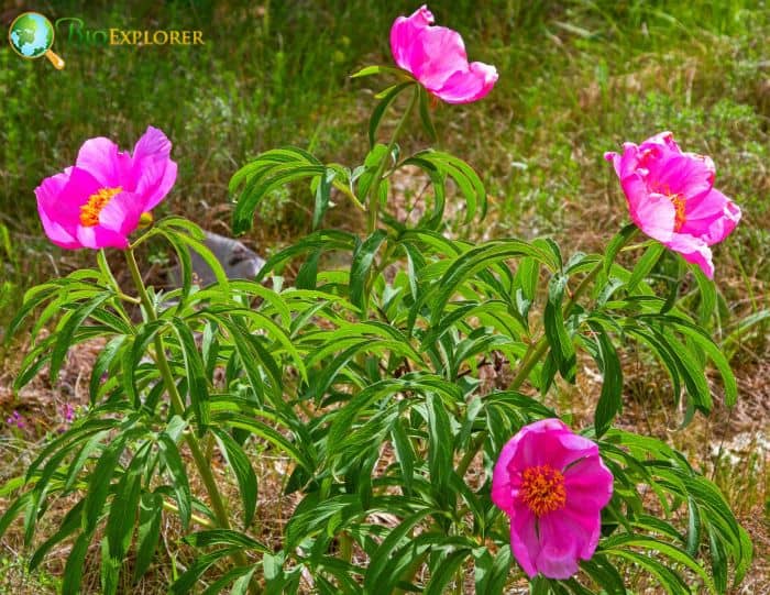 Garden Peony 