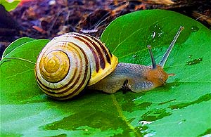 Garden Snail