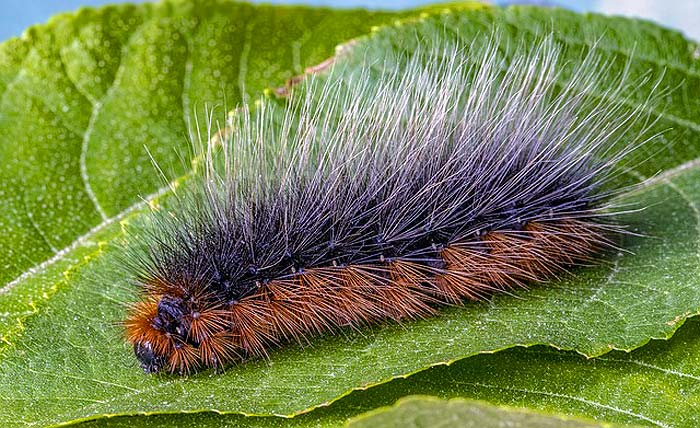 Garden Tiger Caterpillar