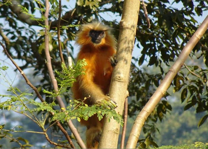 Gee's Golden Langur on tree branch