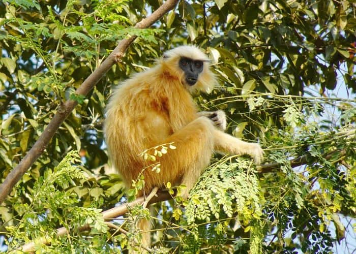 Gee's Golden Langur 