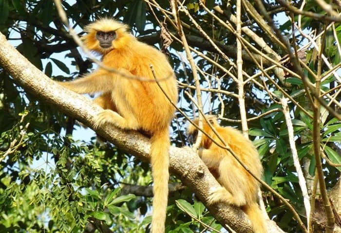 Gee's Golden Langur 