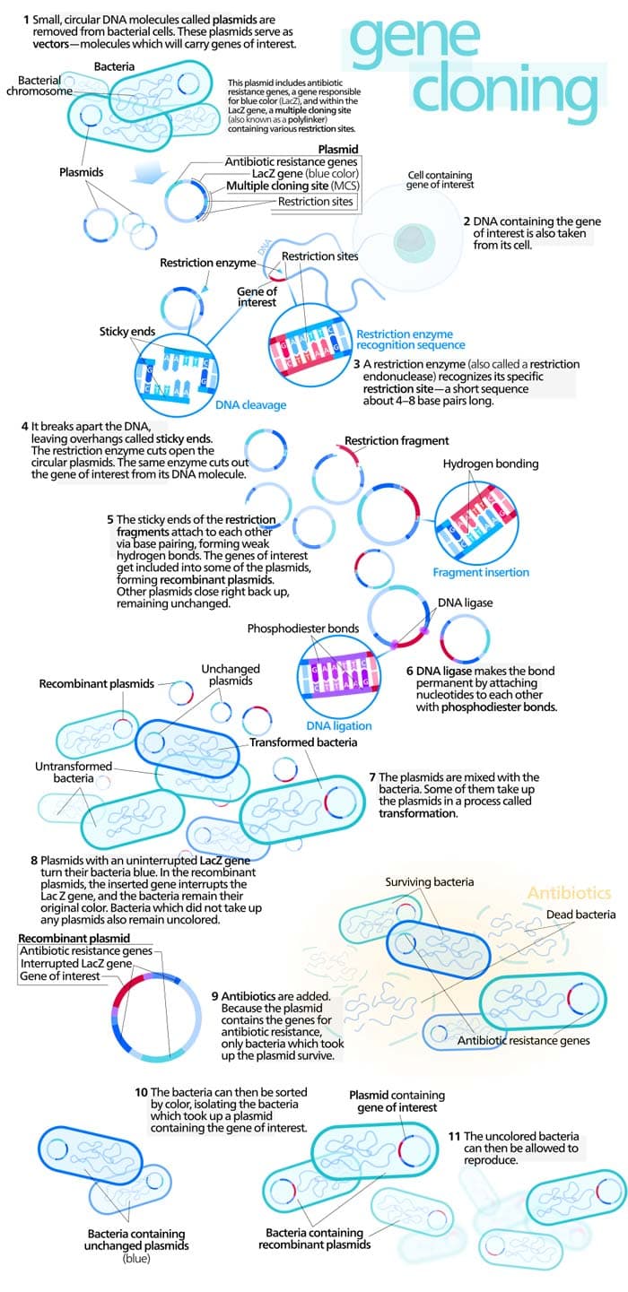 Gene Cloning