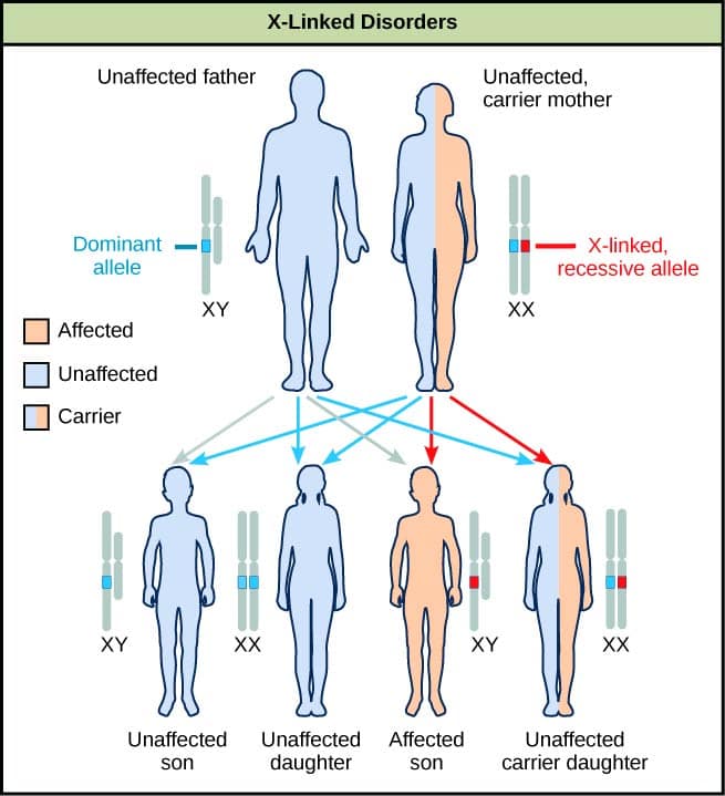 Genetic Traits