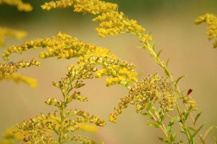 Giant Goldenrod