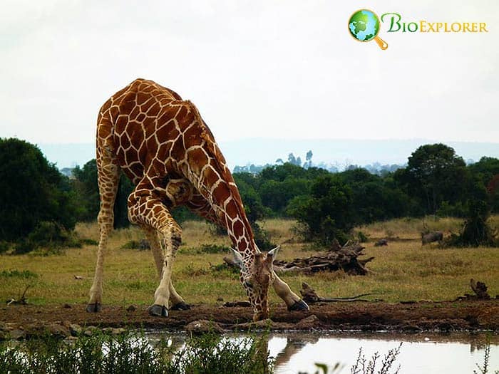 Giraffe Drinking Water