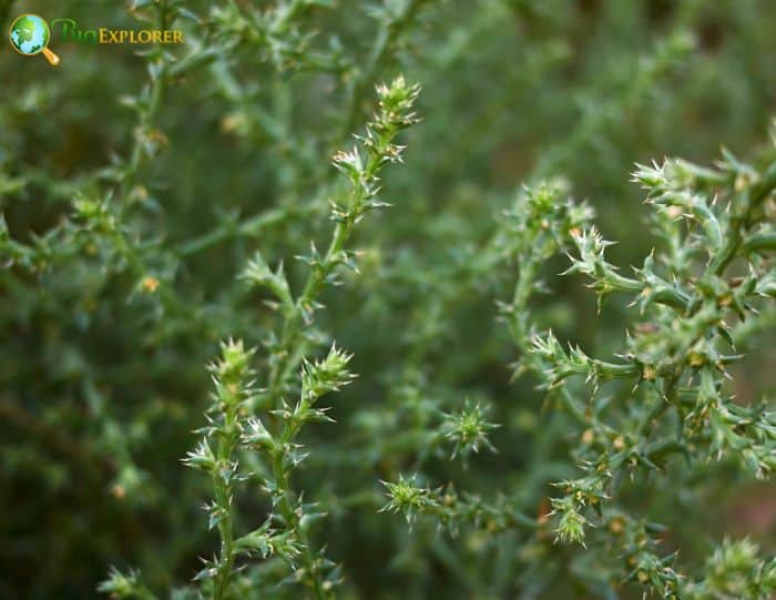 Glasswort 