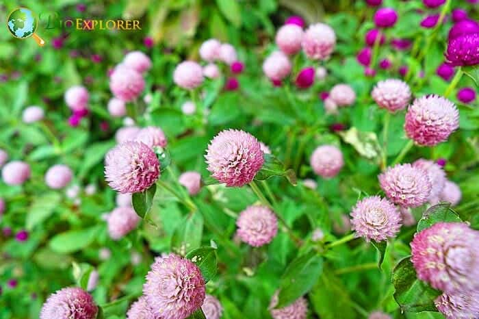 Globe Amaranth Flowers