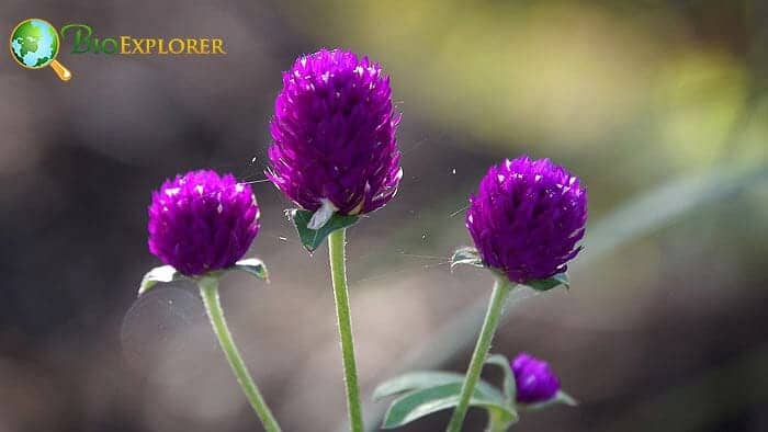 Globe Amaranth