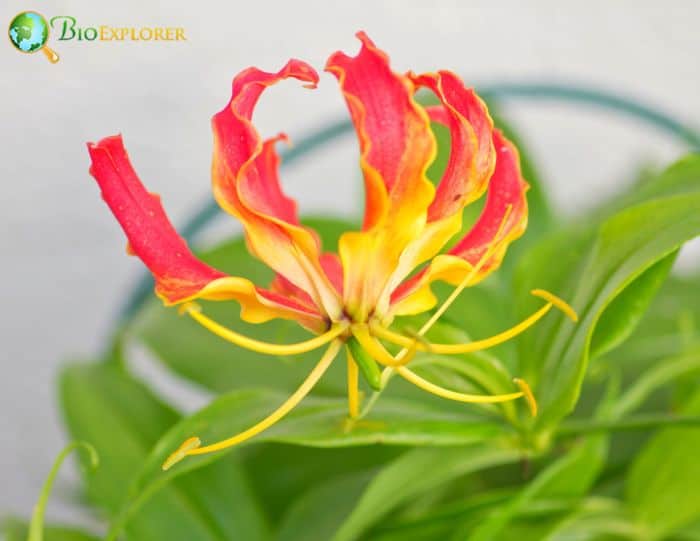 Gloriosa Superba