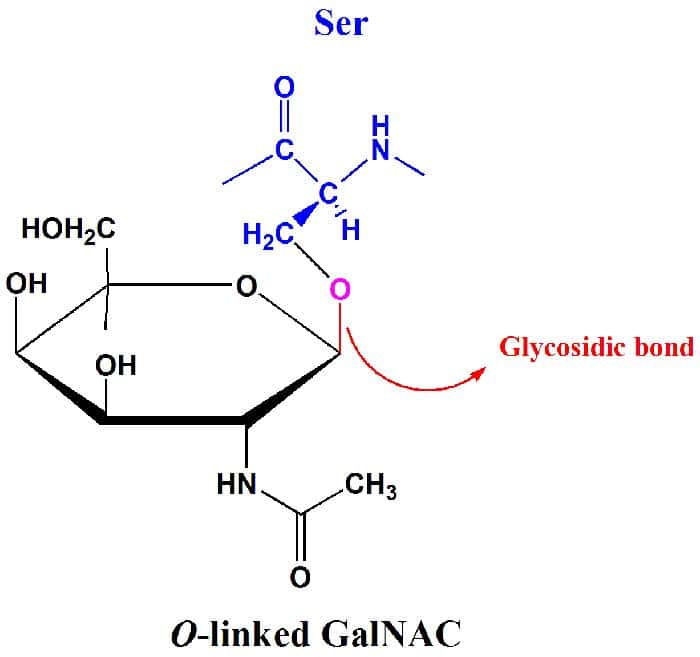 Glycosidic Bond