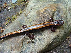 gold-striped salamander