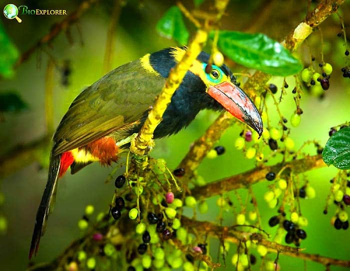 Golden-collared Toucanet