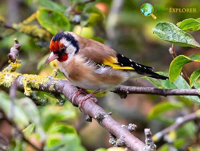 Goldfinch Diet By Types