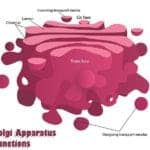 Golgi Apparatus Functions