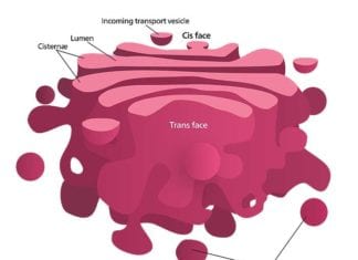 Golgi Apparatus Functions