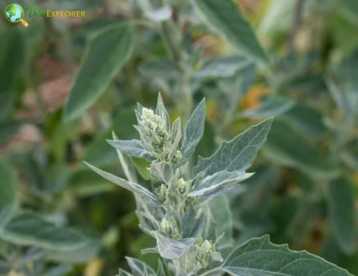 Goosefoot Flowering Plant