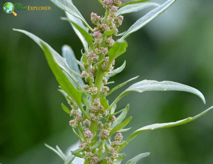 Goosefoot Flowers