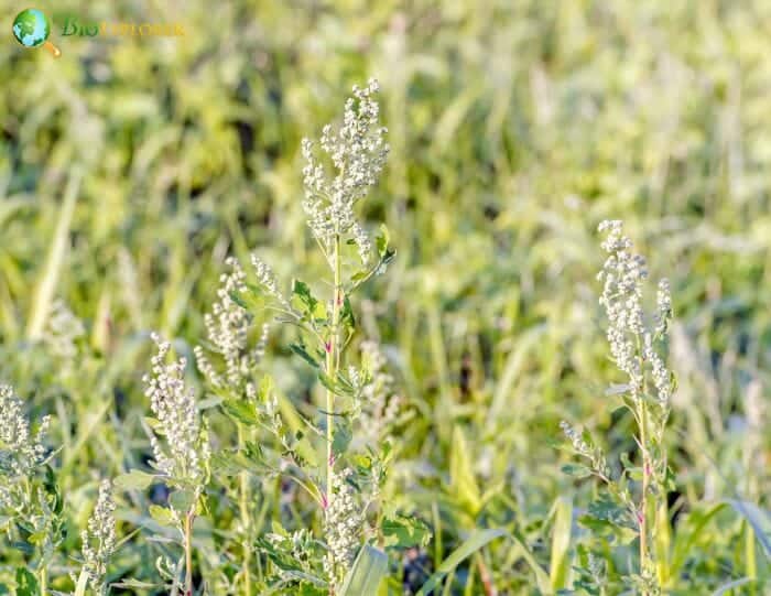 Goosefoot Flowers