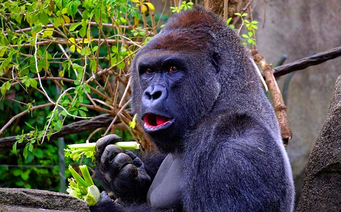 Gorilla eating plants