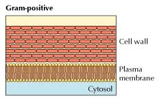 Gram Positive Bacteria