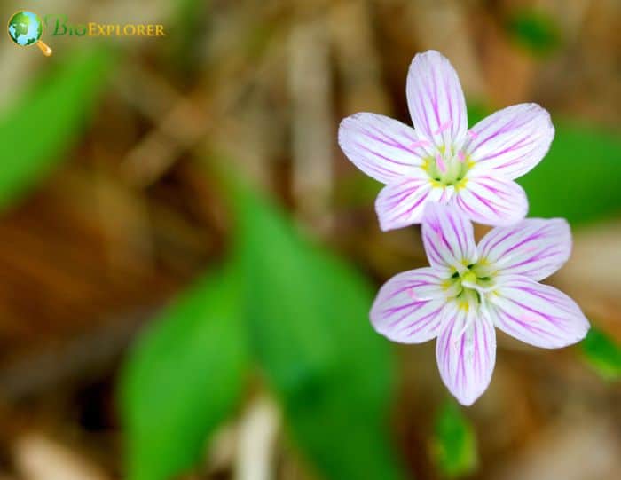 Grass Flower