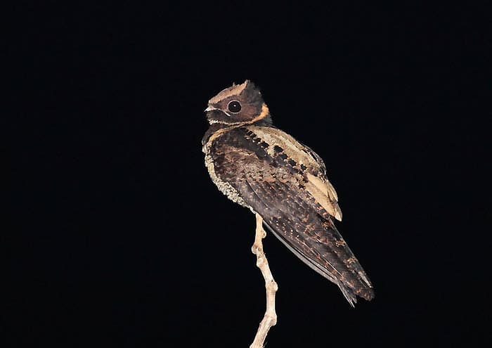 Great Eared Nightjar