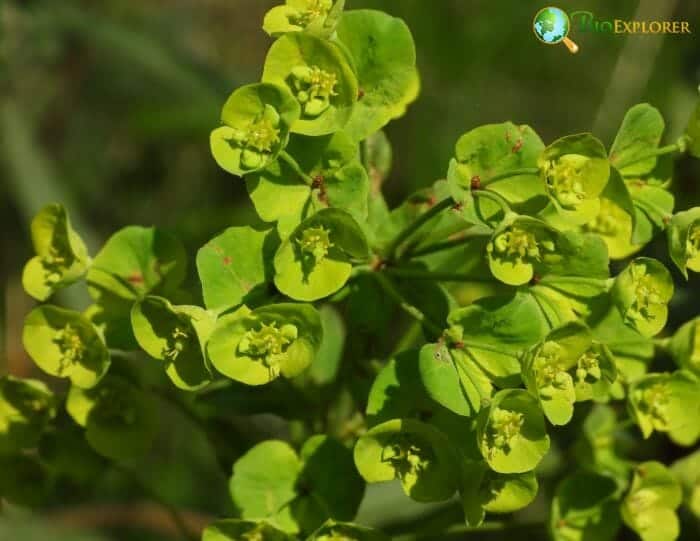 Green Euphorbia Flowers