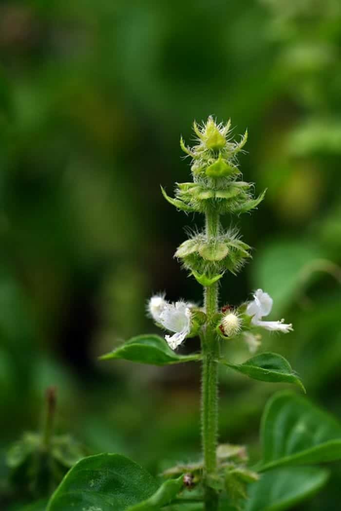 green basil