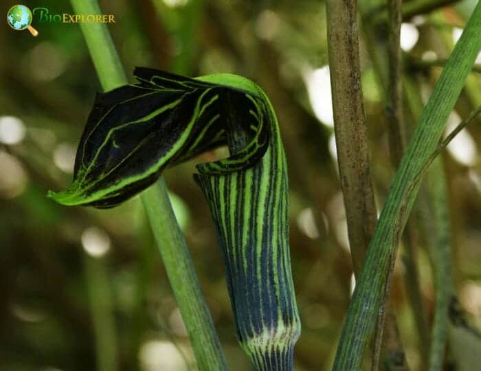 Green Jack In The Pulpit Flower