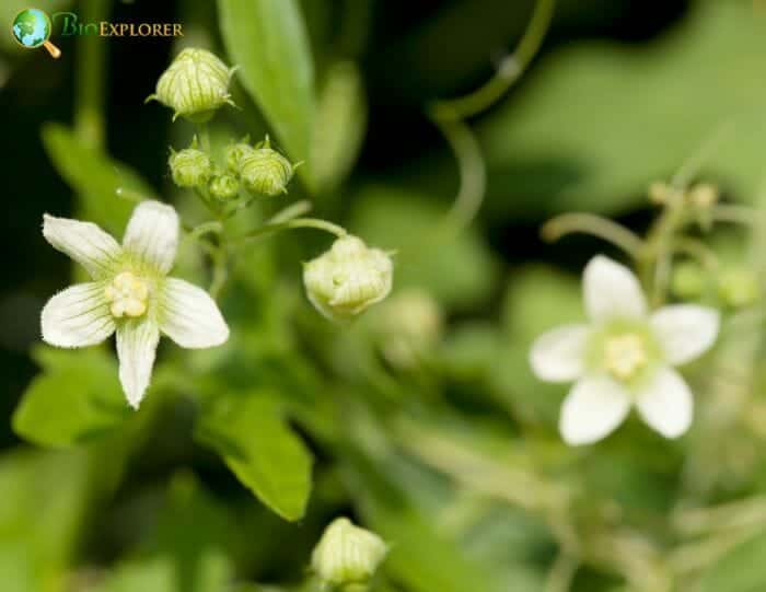 Greenish Yellow Bryony Flowers