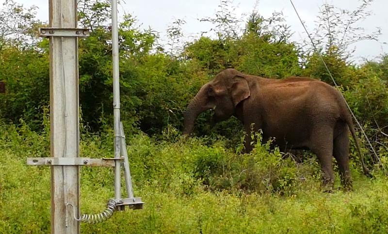 Elephant Habitat Loss