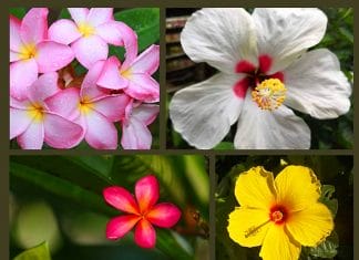 Hawaiian Flowers