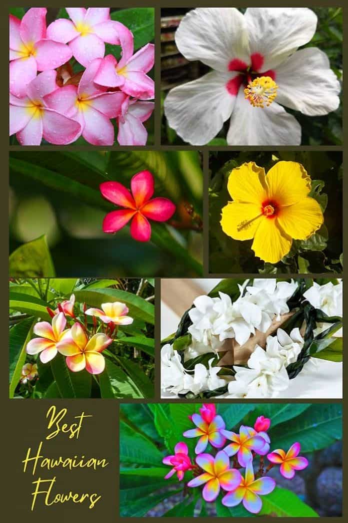 Hawaiian Flowers