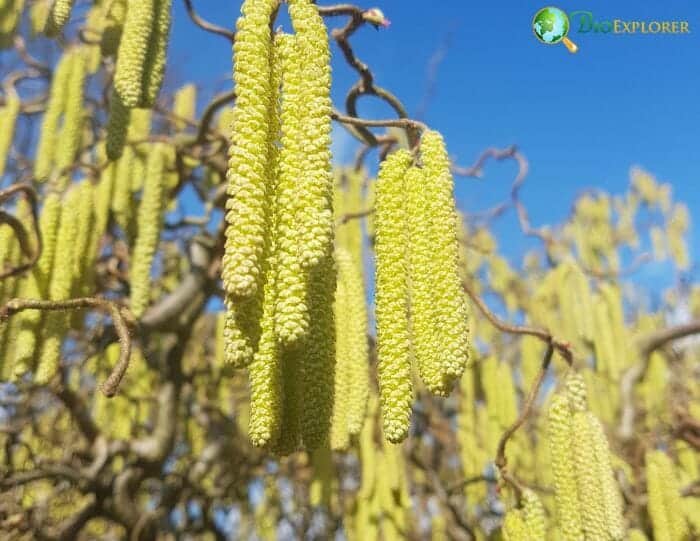 Hazelnut Flowers