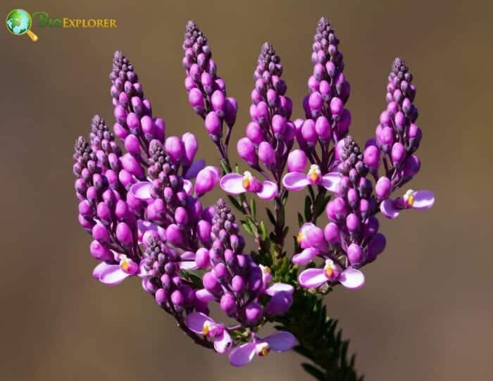 Heath Milkwort Flowers