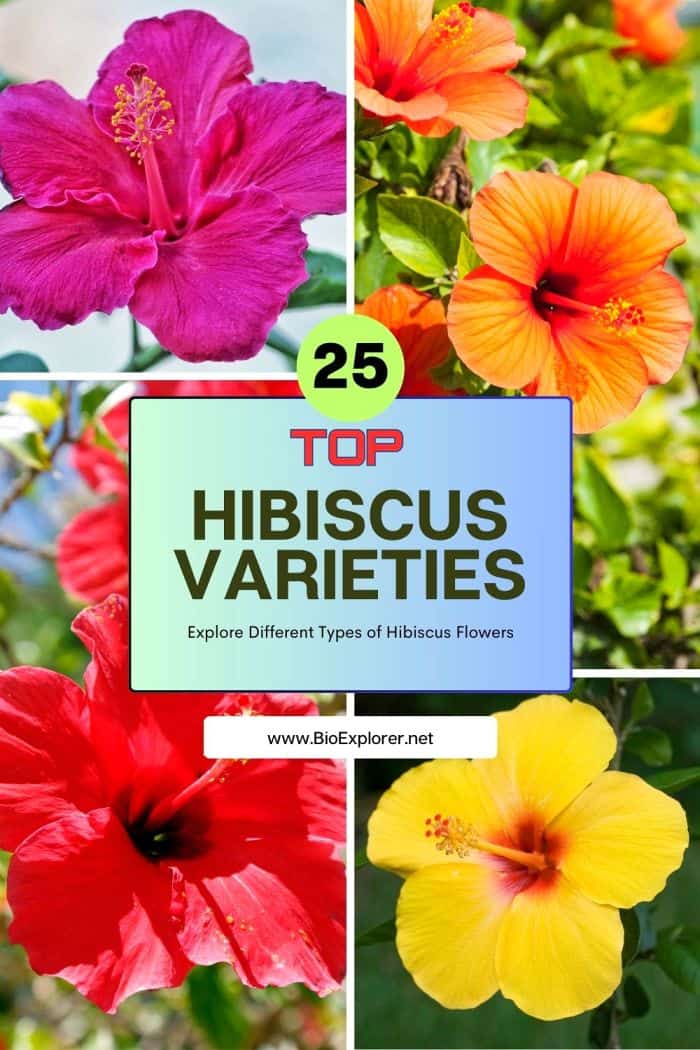 Hibisucs Varieties