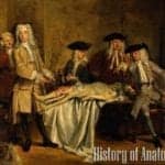 History of Anatomy