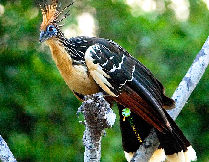 Hoatzin