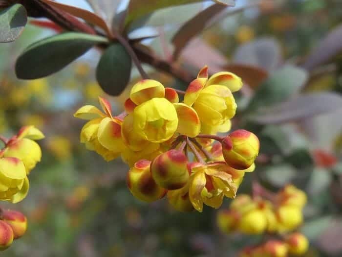 Holly Thorn Flower